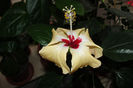 Lutea