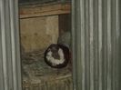 Picture 2433
