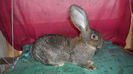 RO 325 IS 11 3(M) 3 LUNI 3.95KG