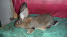 RO 343 IS 12 3(F) 2.3LUNI 2.97KG