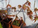 infrunzirea acer-ilor