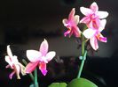Phalaenopsis Sweet Memory Liodoro