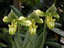 paphiopedilum-venustum-var-alba-watermark