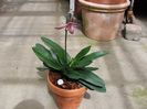 Paphiopedilum_Delrosi02