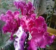 cyclamen cu floare franjurata..