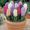 zambile-primula-cyclamen-muscate-panselute_1