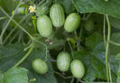 cucamelon......