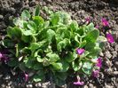primula