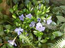 vinca minor