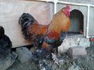 Foto%u011Fraf-0052