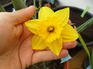 infloresc narcisele