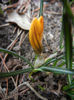 Crocus Gipsy Girl (2014, February 28)