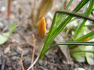 Crocus Gipsy Girl (2014, February 28)