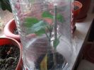 DSCF0322