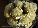 Mammillaria carmenae 27.02.2014