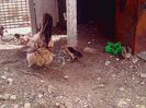 92872332_CYSIJJL