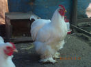 95841714_YKXNOWA3