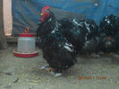 95841694_ZEYSMWS3