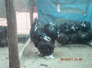 95841697_NPTSAHO3