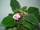 DSC07121