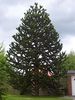 Pin cilian sau monkey puzzle