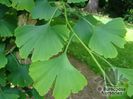 Gingko biloba-frunze