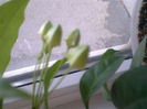 multiflora 03.03.2014
