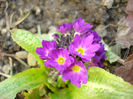 Primula denticulata "Rubin"