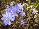 Hepatica Transsilvanica