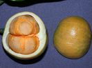 posoqueria latifolia marul maimutei