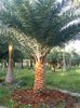 phoenix sylvestris