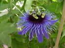 passiflora amethystina