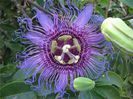 Passiflora_cincinnata_