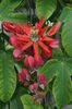 passiflora racemosa