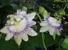 passiflora eichleriana