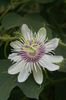 Passiflora_foetida_