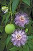 passiflora incarnata