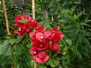 Bougainvillea (3)