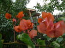 Bougainvillea (5)