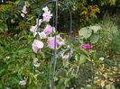 Bougainvillea (8)