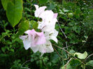 Bougainvillea (10)