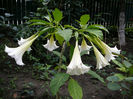 Brugmansia