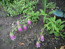 campanula rubra punctata