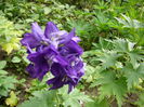 Delphinium (4)