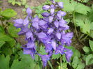 Delphinium (6)