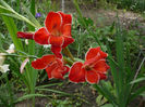 Gladiola rezistenta la ger (6)
