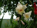 Gladiola rezistenta la ger