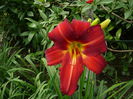 Hemerocallis (5)