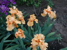 Iris (5)