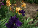 Iris (7)